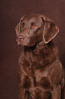 Chesapeake Bay Retriever Portrait