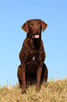 Chesapeake Bay Retriever