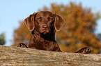 Chesapeake Bay Retriever Portrait