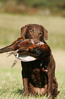 hunting with Chesapeake Bay Retriever