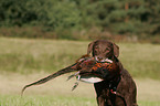 hunting with Chesapeake Bay Retriever