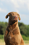 Chesapeake Bay Retriever Portrait