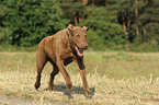 running Chesapeake Bay Retriever