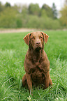 sitting Chesapeake Bay Retriever