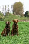 Chesapeake Bay Retrievers