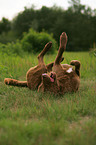 Chesapeake Bay Retriever