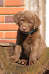 Chesapeake Bay Retriever Puppy