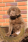 Chesapeake Bay Retriever Puppy