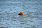 swimming Chesapeake Bay Retriever