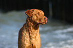 Chesapeake Bay Retriever Portrait