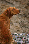 sitting Chesapeake Bay Retriever