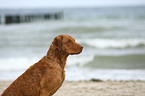 Chesapeake Bay Retriever Portrait