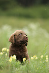 Chesapeake Bay Retriever Puppy