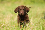 Chesapeake Bay Retriever Puppies