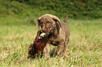 Chesapeake Bay Retriever Puppies