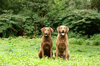 2 Chesapeake Bay Retriever