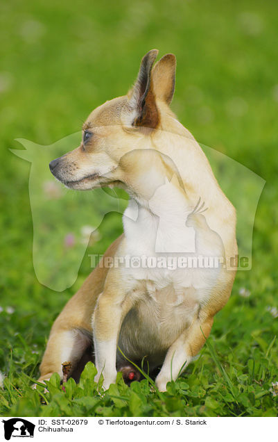 Chihuahua / Chihuahua / SST-02679