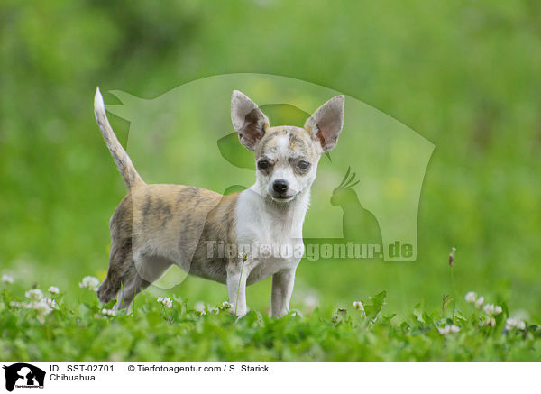 Chihuahua / Chihuahua / SST-02701