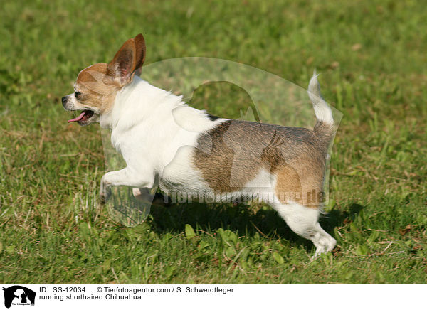 rennender Chihuahua / running shorthaired Chihuahua / SS-12034