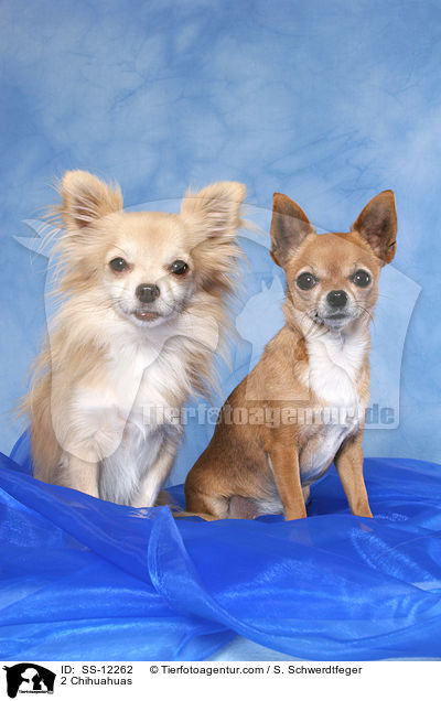 2 Chihuahuas / 2 Chihuahuas / SS-12262
