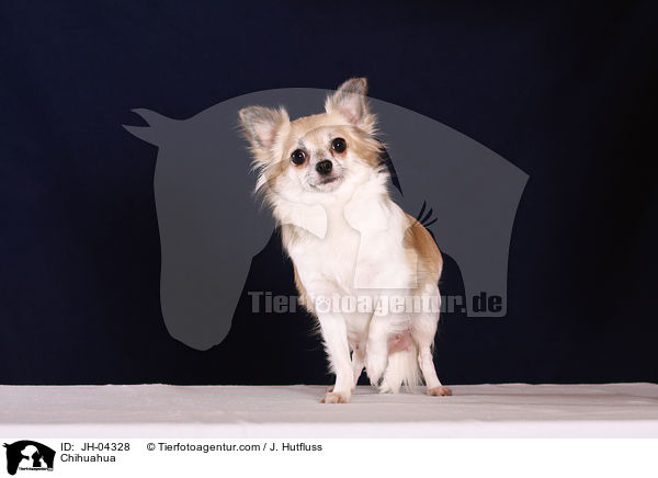 Chihuahua / Chihuahua / JH-04328