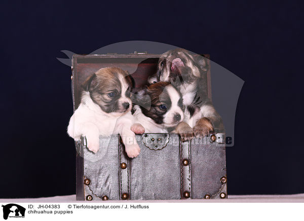 chihuahua puppies / JH-04383