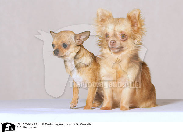 2 Chihuahuas / SG-01492