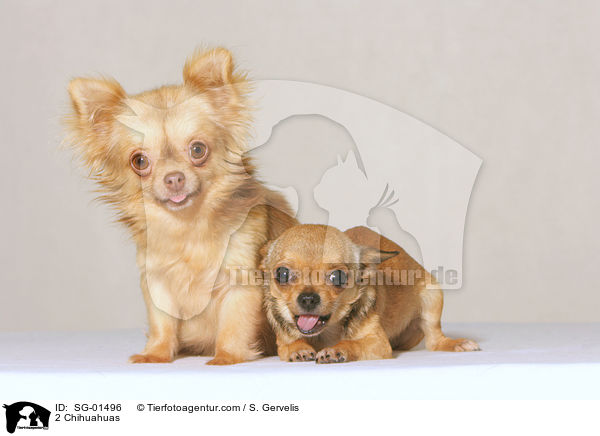 2 Chihuahuas / SG-01496