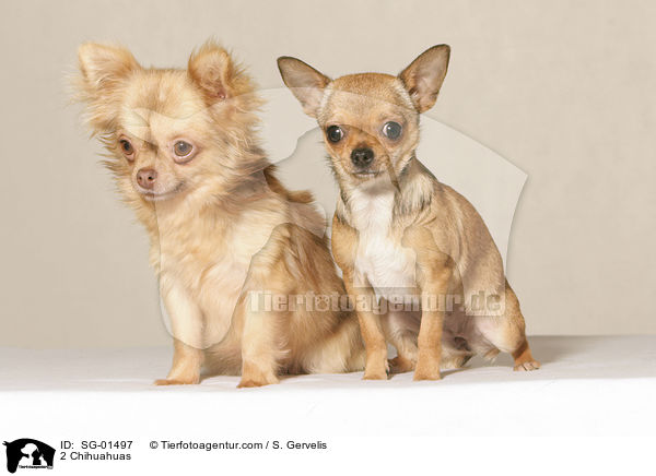 2 Chihuahuas / SG-01497