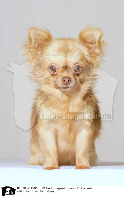 sitzender Langhaarchihuahua / sitting longhair chihuahua / SG-01501