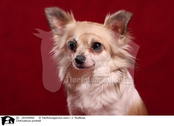 Chihuahua Portrait / Chihuahua portrait / JH-04680