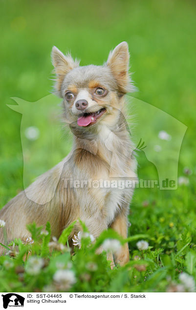 sitzender Chihuahua / sitting Chihuahua / SST-04465