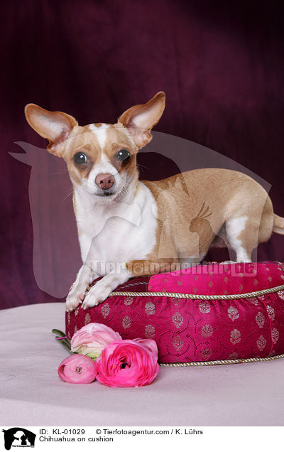 Chihuahua on cushion / KL-01029