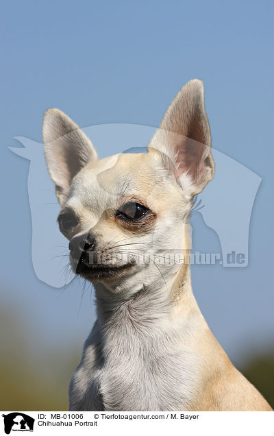 Chihuahua Portrait / MB-01006
