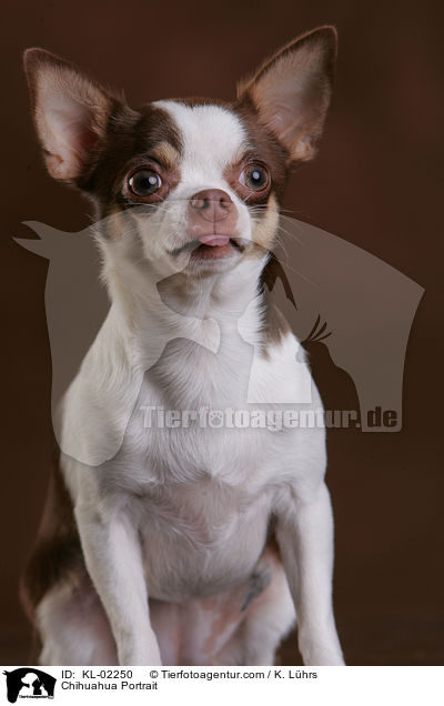 Chihuahua Portrait / KL-02250