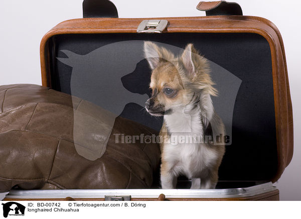 longhaired Chihuahua / BD-00742