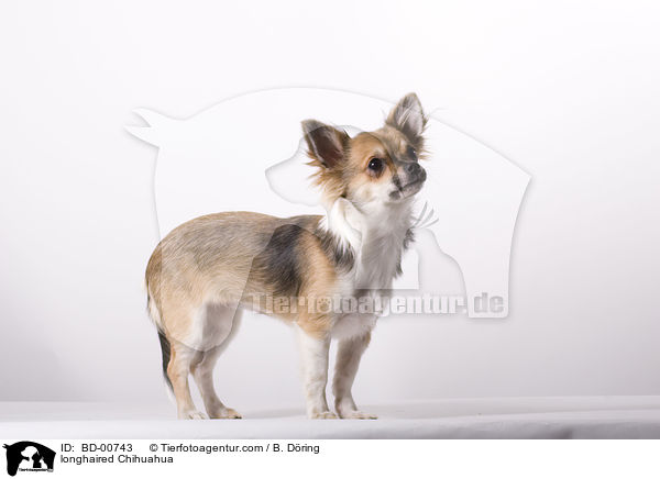 longhaired Chihuahua / BD-00743