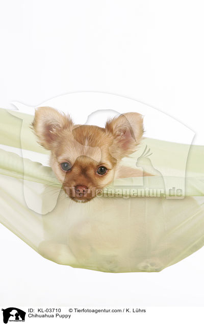 Chihuahua Puppy / KL-03710