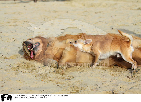 Chihuahua & Golden Retriever / Chihuahua & Golden Retriever / CR-01835