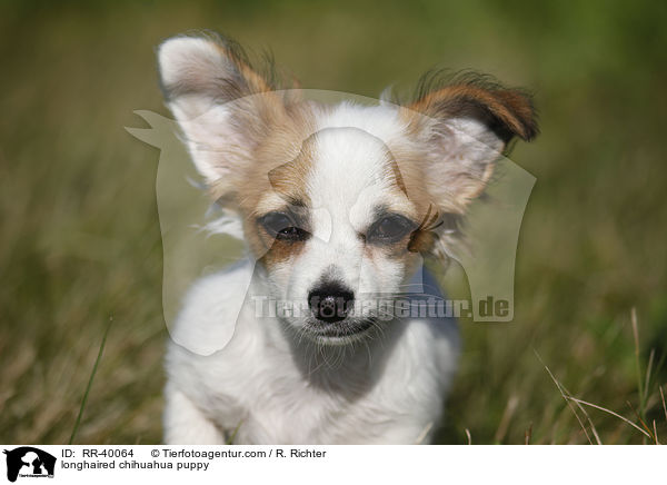 longhaired chihuahua puppy / RR-40064