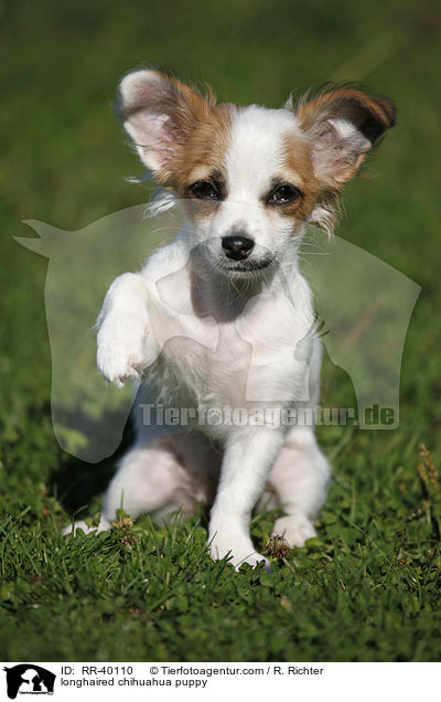 longhaired chihuahua puppy / RR-40110