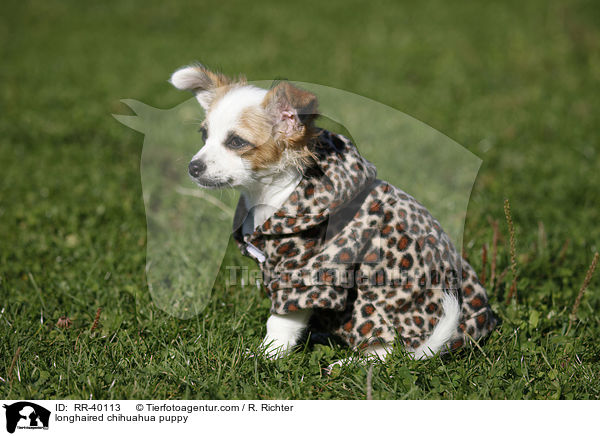 longhaired chihuahua puppy / RR-40113