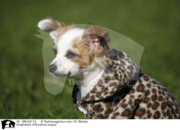 longhaired chihuahua puppy / RR-40114