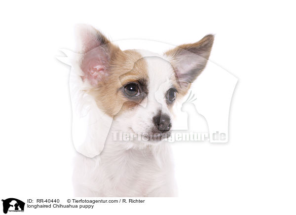 longhaired Chihuahua puppy / RR-40440