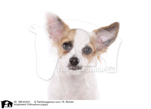 longhaired Chihuahua puppy / RR-40441