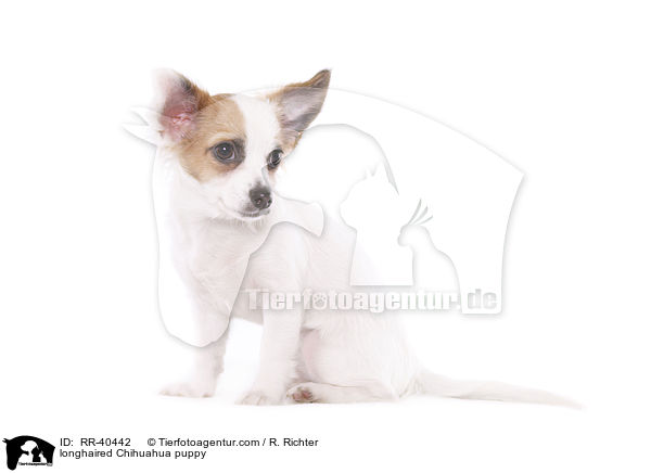 longhaired Chihuahua puppy / RR-40442