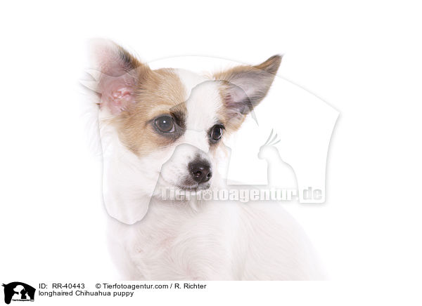 longhaired Chihuahua puppy / RR-40443