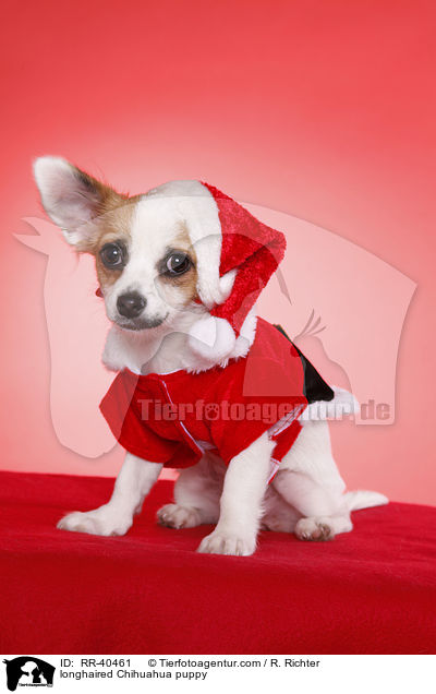 Langhaarchihuahua Welpe / longhaired Chihuahua puppy / RR-40461