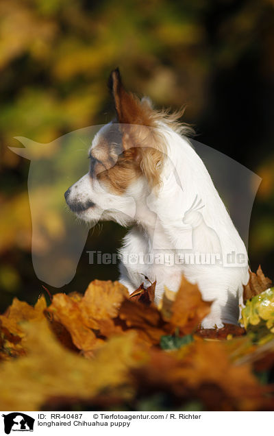longhaired Chihuahua puppy / RR-40487