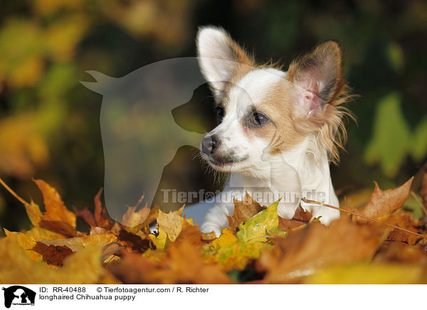 longhaired Chihuahua puppy / RR-40488